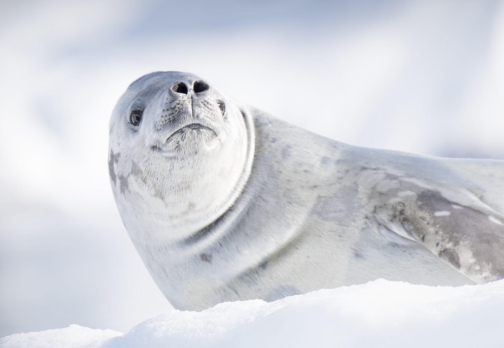 Crabeater Seal, Antarctica